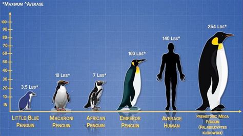 ペンギン 人間 仲間：異なる世界の交差点